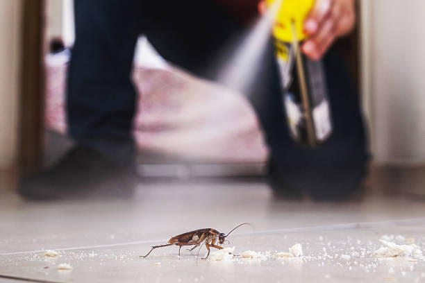 Best Pest Control Near Me in Lynnwood, WA